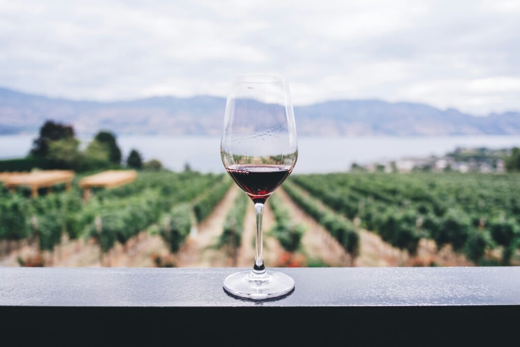 Enoturismo en Uruguay: guía completa del Tannat, las bodegas y la ruta del vino.