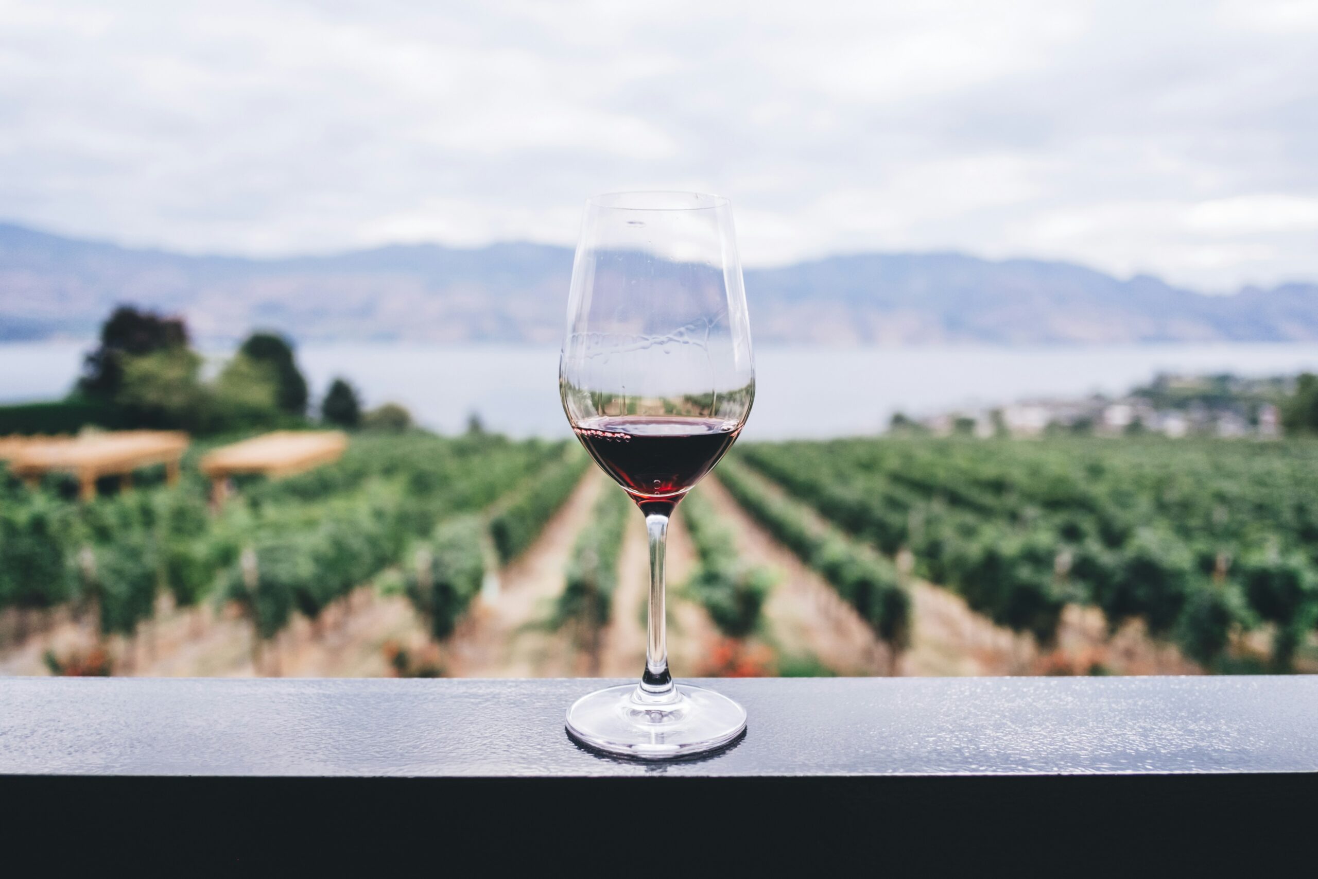 Enoturismo en Uruguay: guía completa del Tannat, las bodegas y la ruta del vino.