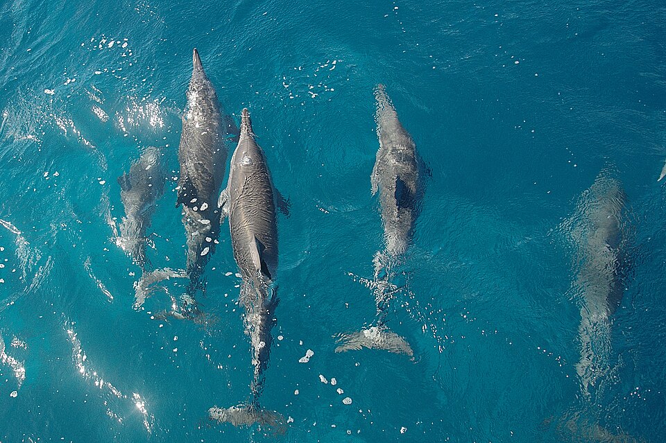 Delfines rotadores en aguas de Fernando de Noronha