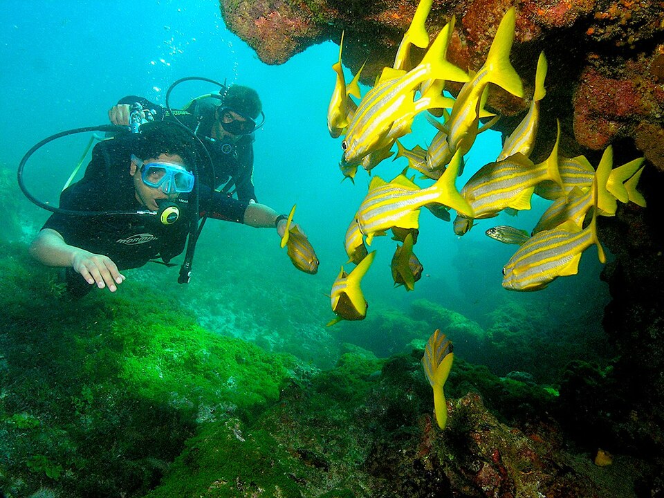 Vida marina fotografiada durante una inmersión en Fernando de Noronha