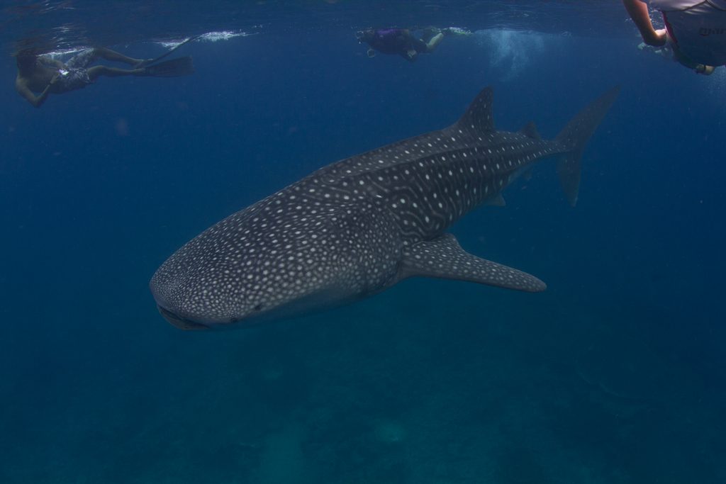 Tiburón ballena nadando en aguas del atolón Ari Sur