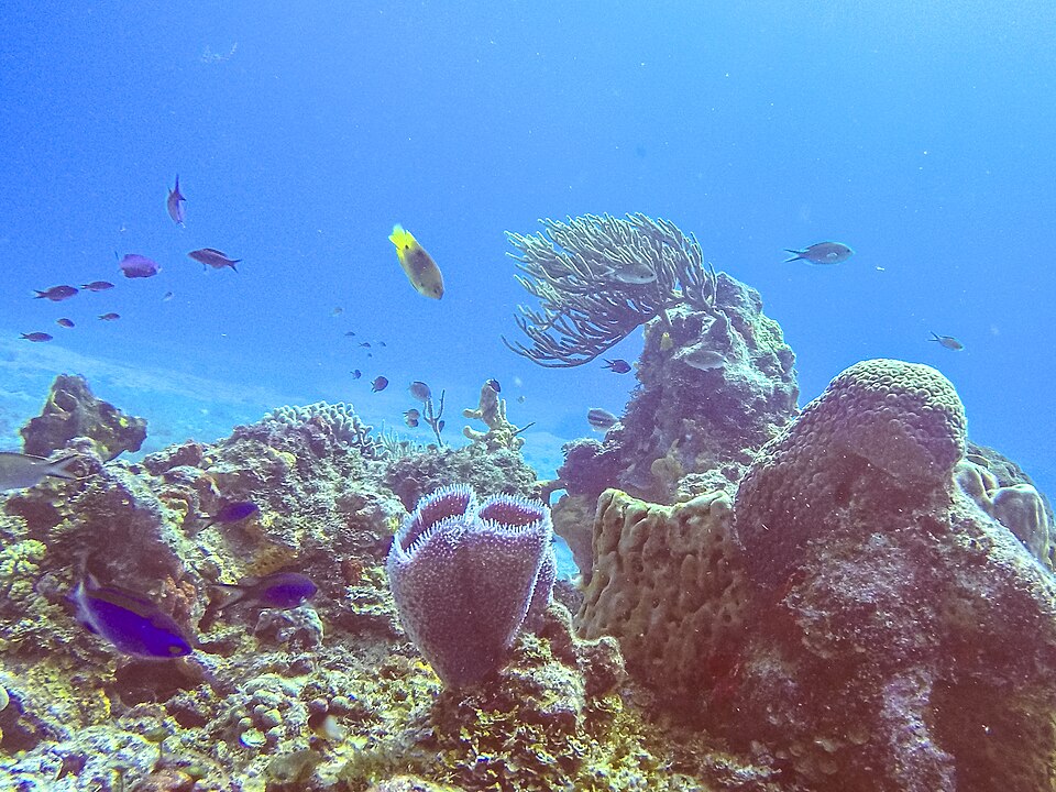 Formaciones de coral y vida marina en el Parque Nacional Arrecifes de Cozumel